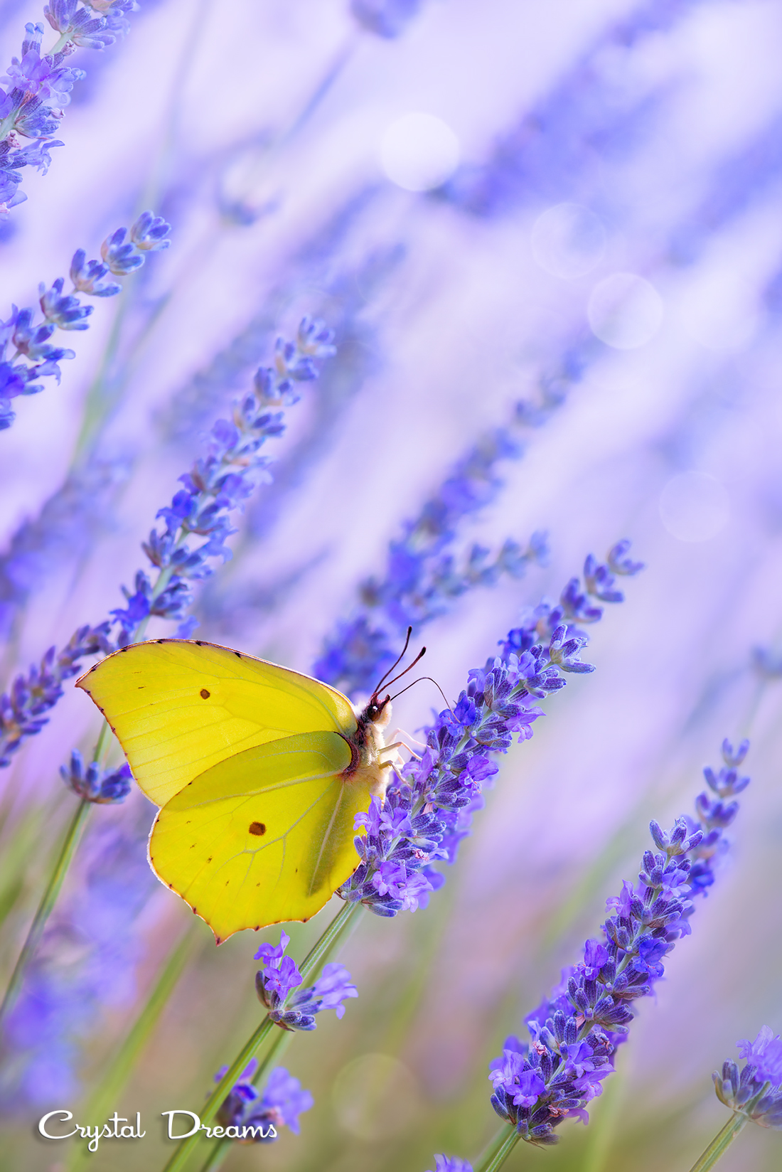 Умейте видеть красоту. Бабочка на лаванде. Цветы сиреневые с желтым. Фиолетовый и желтый. Бабочки на лугу.